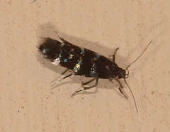 Stagmatophora argyrostrepta