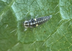 Psyllobora vigintimaculata