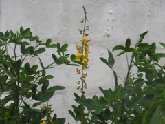 Crotalaria longirostrata
