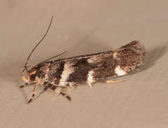 Macrobathra ceraunobola