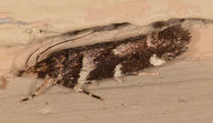 Macrobathra ceraunobola