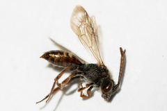 Nomada flavoguttata