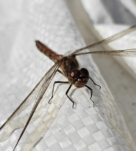 Vagrant Darter
