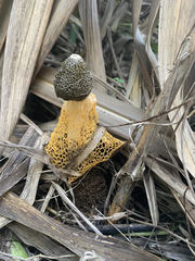 Phallus luteus