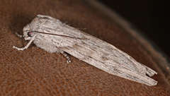 Capusa graodes