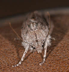 Capusa graodes