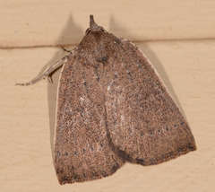 Authaemon stenonipha