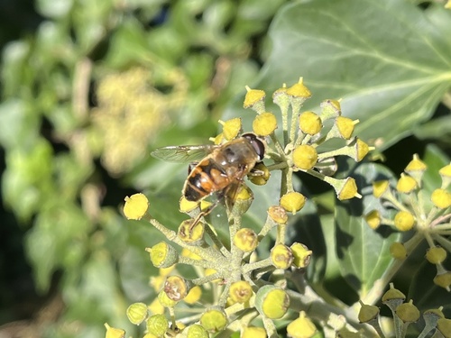 Common Drone Fly