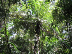 Phytelephas tenuicaulis