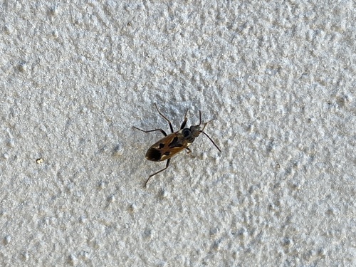 bright-spotted groundbug