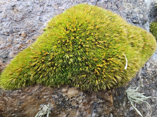 Schistidium maritimum observed 2026-10-01