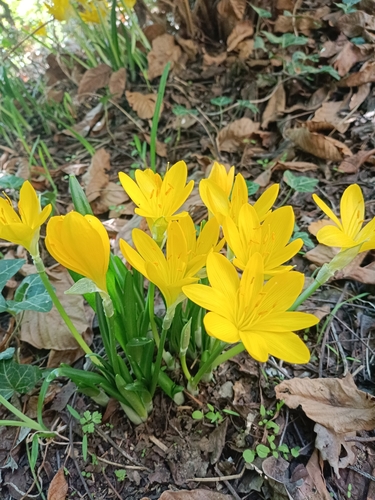 Winter Daffodil