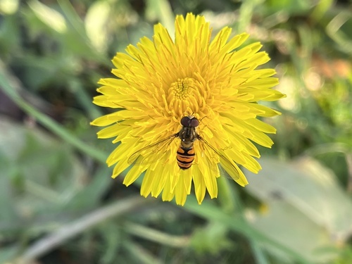 Marmalade Hover Fly