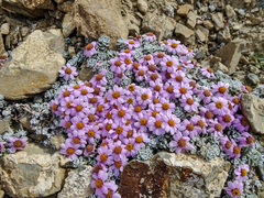 Allardia nivea
