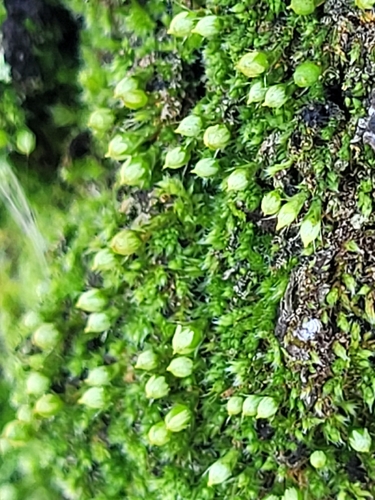 Venturiella sinensis observed 2026-10-01