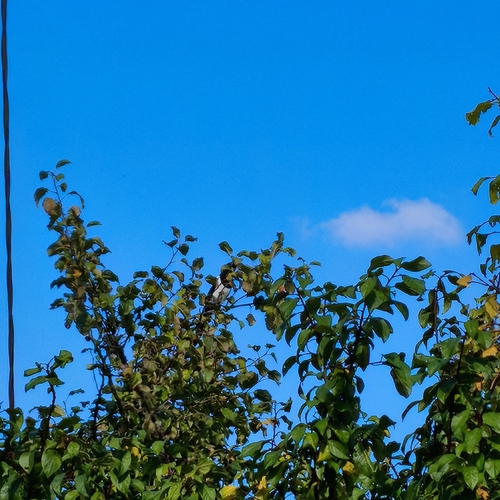 Eurasian Magpie
