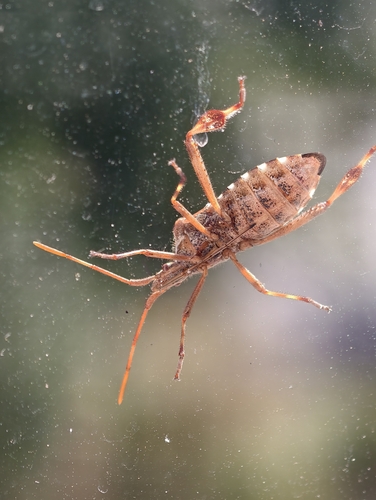 Western Conifer Seed Bug