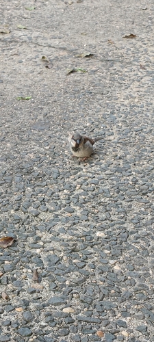 House Sparrow