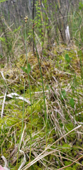 Carex chordorrhiza