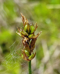 Carex chordorrhiza