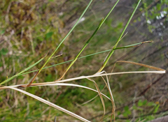 Carex chordorrhiza