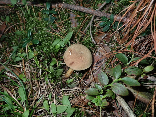Suede Bolete