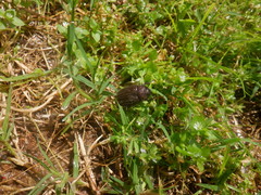 Phyllophaga crenulata