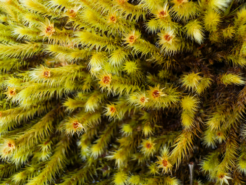 Breutelia affinis observed 2026-09-30