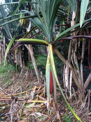 Pandanus conoideus