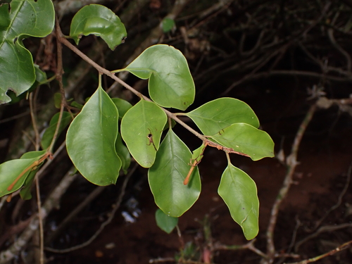 Taxillus chinensis observed 2026-09-22