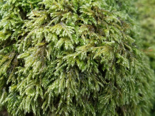 Pseudisothecium myosuroides observed 2026-09-30