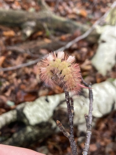 Pale Tussock Moth