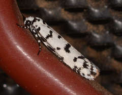 Ethmia eupostica