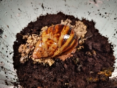 Archachatina marginata suturalis