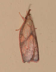 Enchocrates glaucopis