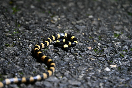 Sichuan Wolf Snake
