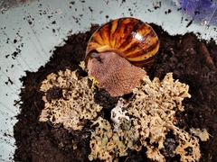 Archachatina marginata suturalis
