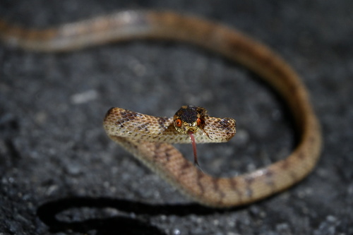 Formosa Slug Snake