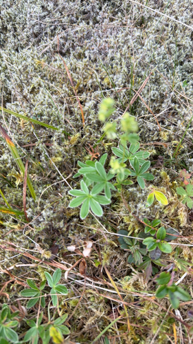 Alpine Lady's-mantle