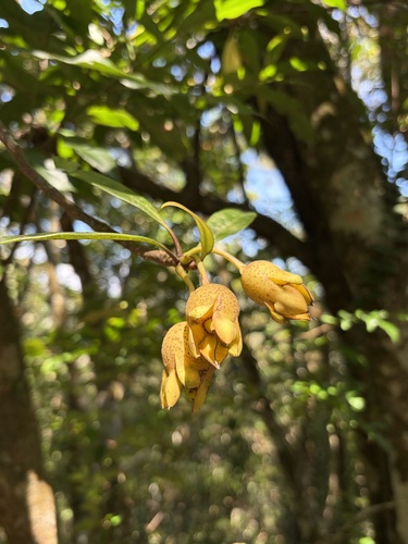 Anneslea fragrans observed 2026-10-01
