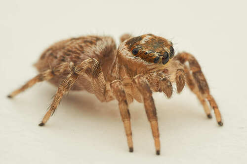 Mediterranean white-banded spider