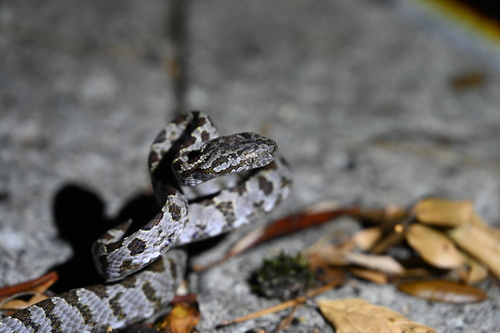 Kelung Cat Snake