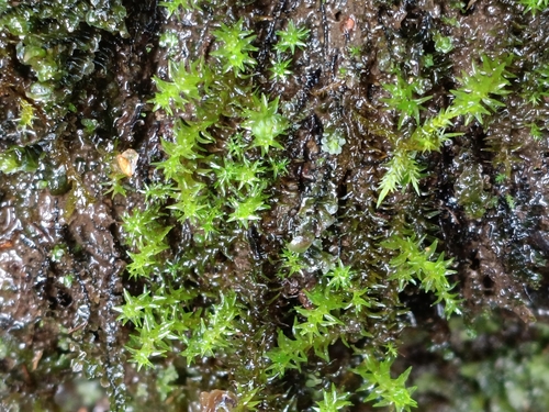 Diobelonella palustris observed 2026-09-30