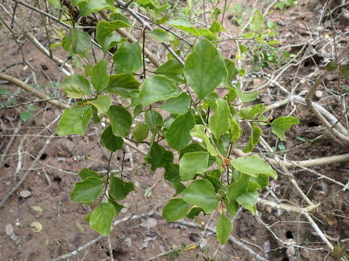Taxillus chinensis observed 2026-09-22