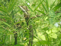 Basiliscus vittatus