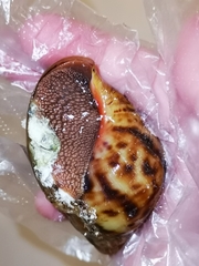 Archachatina marginata suturalis