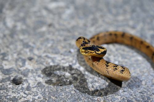 Stanley's Slug Snake