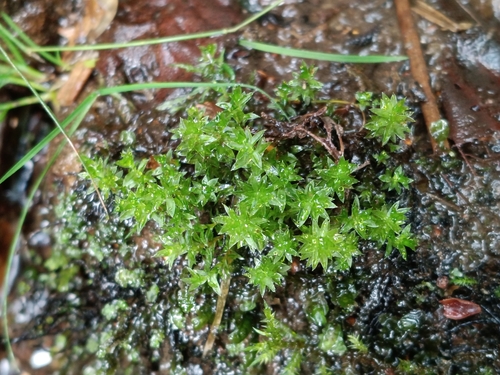 Ptychostomum pseudotriquetrum observed 2026-09-30