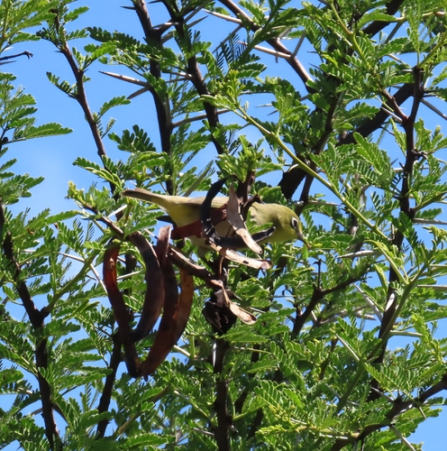 iNaturalist image