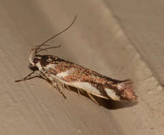 Macrobathra heminephela